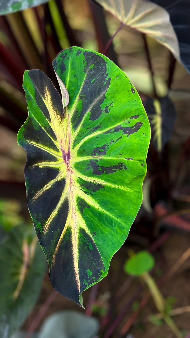 Colocasia Supernova